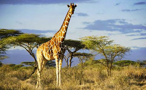 �L(zh��ng)�i¹�Ԙ�(sh��)�~Ӣ������