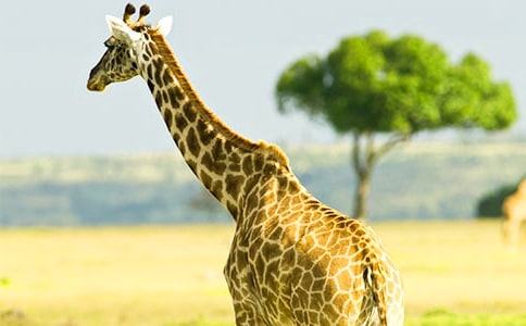 ���� �L�i¹