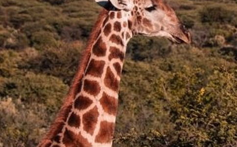 小班美術萌萌的長頸鹿教案及反思