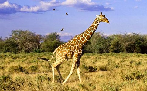 �茑�L�i¹������400�֣�ͨ��26ƪ��