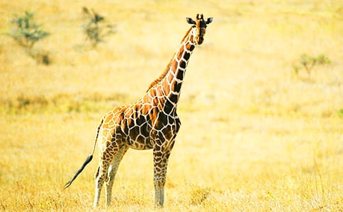 描寫長(zhǎng)頸鹿的作文