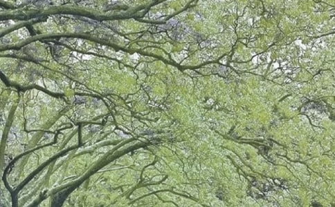 如沐春風(fēng)是什么意思