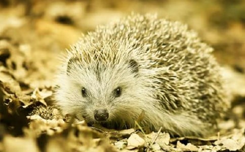 С���ͯԒ����