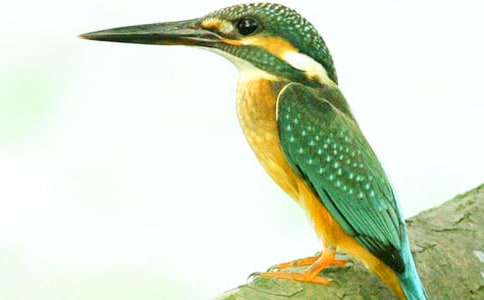 ���꼉(j��)�Z����(c��)�������B���̌W(xu��)�O(sh��)Ӌ(j��)