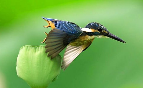 小學(xué)三年級(jí)語(yǔ)文《翠鳥(niǎo)》教案(5篇)