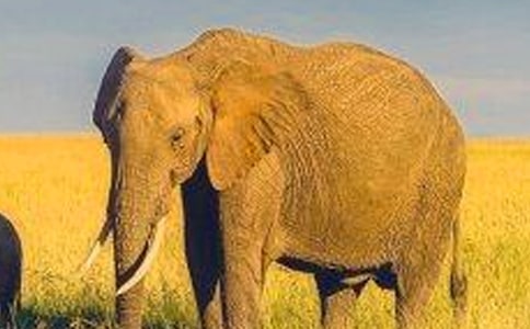 精選大象童話作文300字四篇