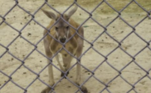 袋鼠相撲作文400字