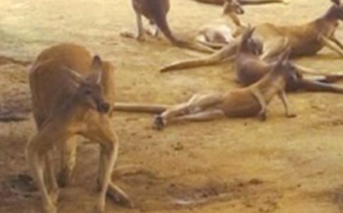 ��չ�Ŀ�������\(y��n)��