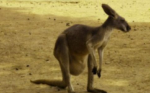 袋鼠的自述作文(通用26篇)