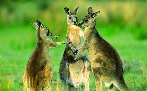 С�������۾�����450��