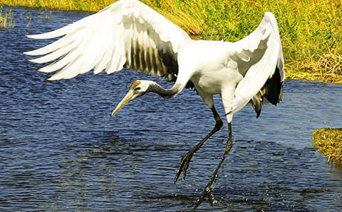 參觀丹頂鶴保護(hù)區(qū)