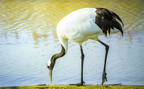 丹頂鶴作文范文(通用38篇)