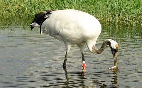 黃河三角洲丹頂鶴秋冬季生境選擇機(jī)制