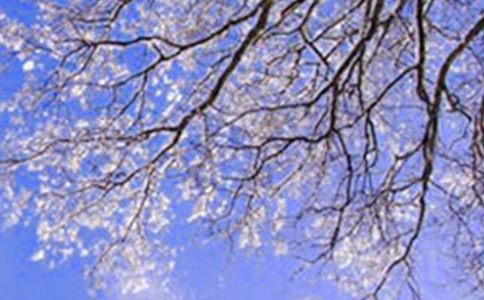 《冬天能看到哪些樹(shù)葉》說(shuō)課稿