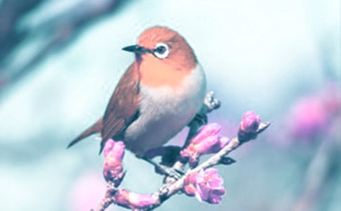 精選觀察動(dòng)植物日記4篇