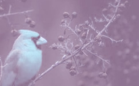 觀察動(dòng)植物的作文