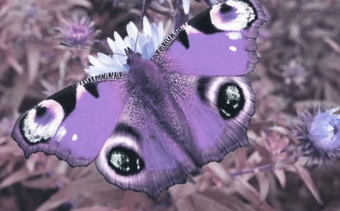 �^���(d��ng)ֲ������