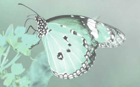 觀察動(dòng)植物日記合集六篇