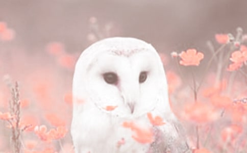 動植物觀察作文