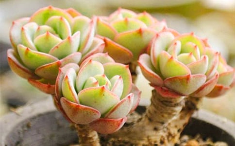 多肉觀察日記匯編15篇