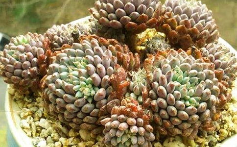 �����^����ӛ(�R��15ƪ)