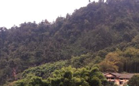 關(guān)于峨眉山游記作文