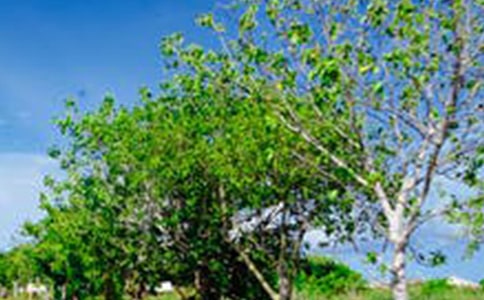 風(fēng)景的作文300字