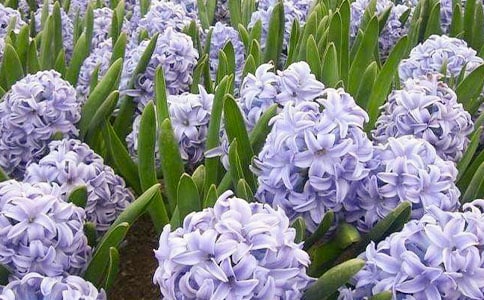 風信子優(yōu)秀作文