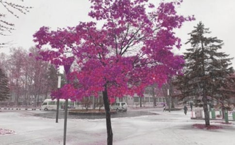 �Lѩ÷_С�W����