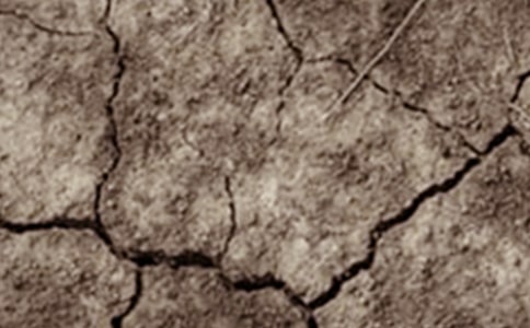 花后干旱脅迫對兩種筋力型小麥品種旗葉光合特性的影響