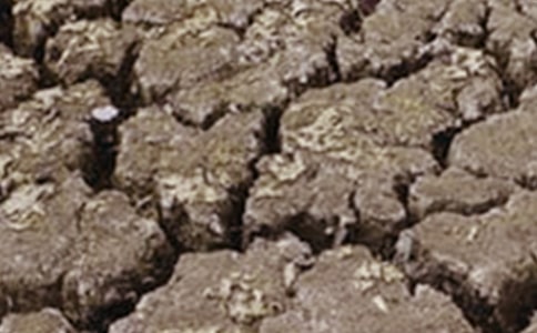 關(guān)于干旱的作文