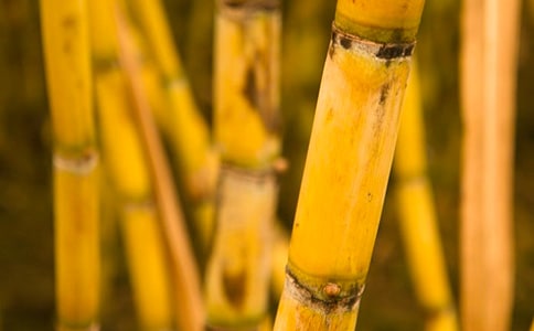 關(guān)于甘蔗的作文必備4篇