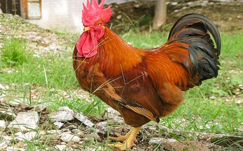 美麗的大公雞作文200字