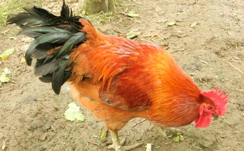 �Һ͹��uС�W(xu��)����450��