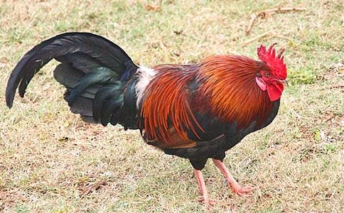 �����u�f��ԒͯԒ����