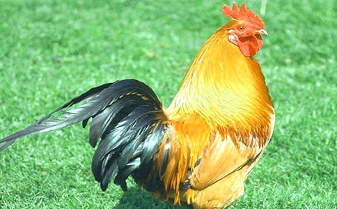 ���u�µ�����