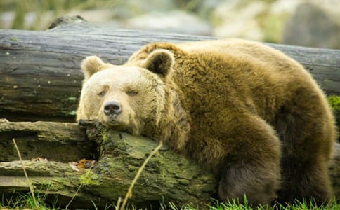 有個(gè)狗熊名叫英雄作文