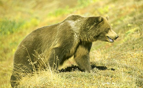 有個(gè)狗熊的名叫英雄作文