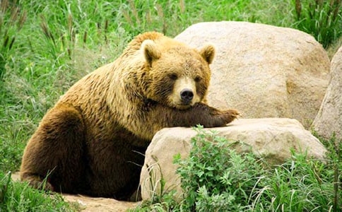 ��Ӣ�ۡ�׃�����ܡ�650������