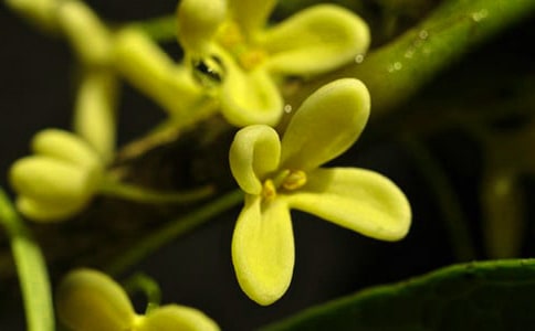 (通用)我愛秋天的桂花作文3篇