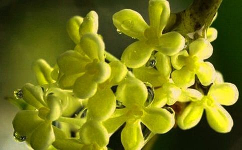 ����Ĺ𻨵�����