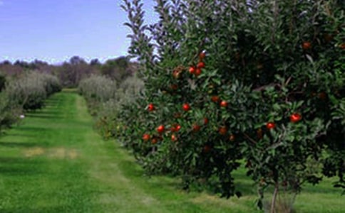 寫果園的作文300字