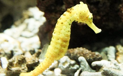 中班科學(xué)活動教案《海馬爸爸生寶寶》