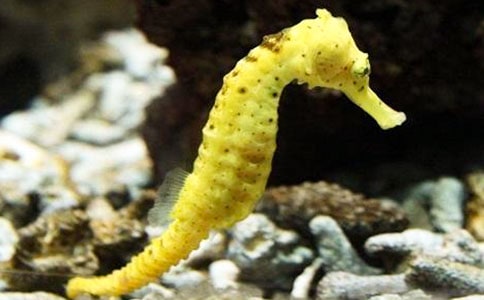 上海馬戲團(tuán)簡介