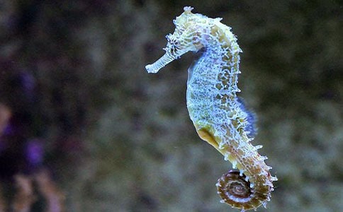 尋找金山的小海馬