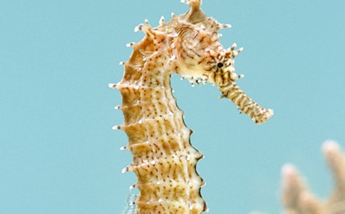 斷乳前豐富環(huán)境對大鼠空間參考記憶及海馬CA1區(qū)神經(jīng)元形態(tài)學(xué)的影響