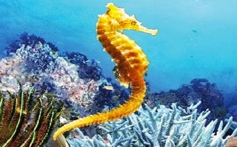 ��Ѳٿت����R�g��