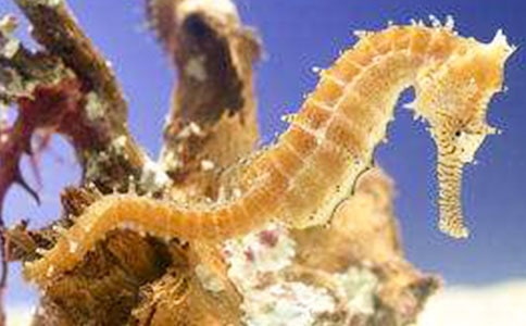 С���R�Ľ��]