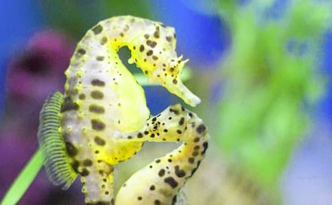 四海馬術(shù)農(nóng)舍游記作文