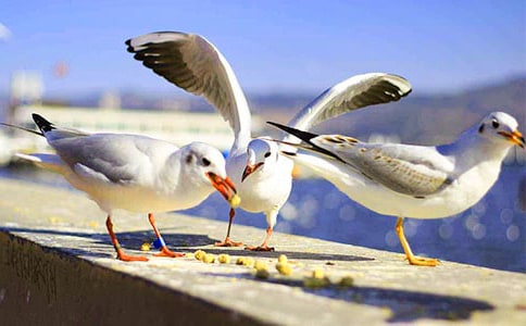 һֻ���t�Ī�(d��)������450��